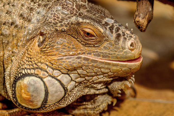 tropikal iguana fantastik yakın çekim portre. Seçici odak, sığ derinlik-in tarla - Fotoğraf, Görsel