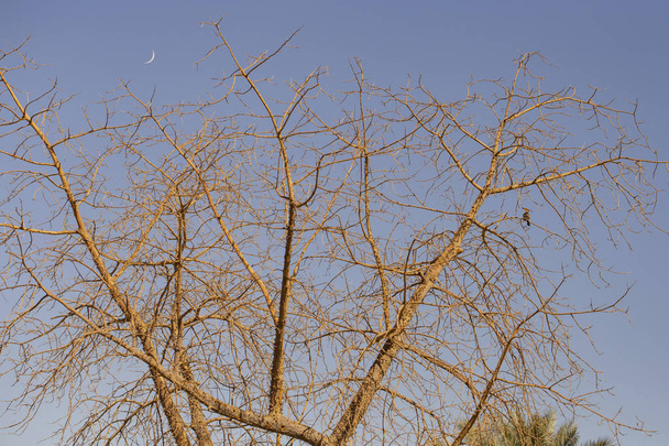 Hoopoe ptaszek siada na białej jedwabnej-bawełnianej gałęzi drzewa. - Zdjęcie, obraz