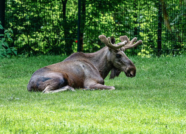 Europese Moose, Alces alces, ook bekend als de elandtest - Foto, afbeelding