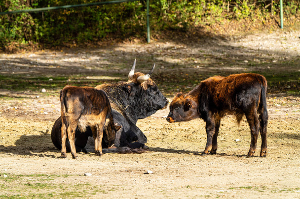Kruci dobytek, Bos primigenius taurus nebo Zubr v zoo - Fotografie, Obrázek