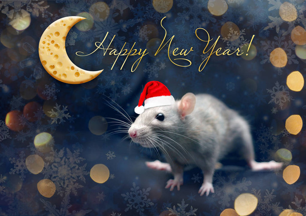 Un topo. I saluti di Capodanno. Anno del Ratto 2020 Calendario Cinese. carino ratto con un pezzo di formaggio in un cappello rosso Babbo Natale su uno sfondo di fiocchi di neve
 - Foto, immagini