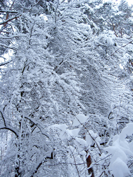 Een wit sprookje in het bos. Mooi bevroren in de tijd winterhout - Foto, afbeelding