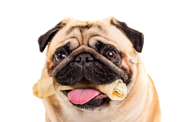 Собака мопс з кісткою в роті. Собача кістка Дог мопс з кісткою в роті. Собача кістка. ізольовані на білому тлі
 - Фото, зображення