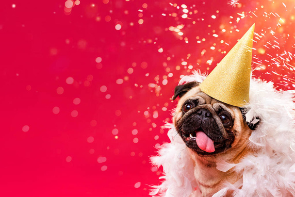 A pug dog in a golden cap and white feather boa on a red background. Congratulations on the holiday - Foto, Imagen