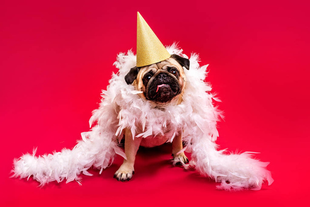 A pug dog in a golden cap and white feather boa on a red background. Congratulations on the holiday - Photo, Image