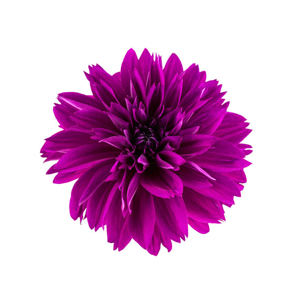 Dahlia flower.  Flower head of purple dahlia flower isolated on white - Photo, Image