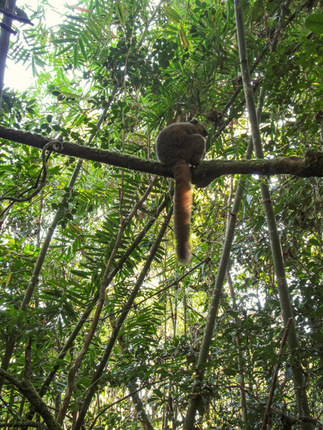 Ring tailed Lemur at their natural green habitat in Madagascar. - Foto, Bild