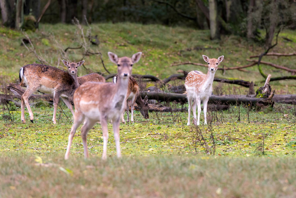 flock of deer grazing on green lawn - Photo, Image