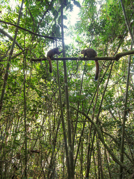 Ring tailed Lemur at their natural green habitat in Madagascar. - Foto, immagini