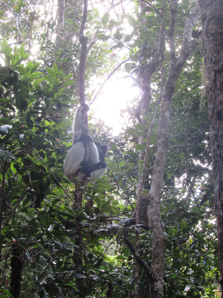 Ring tailed Lemur at their natural green habitat in Madagascar. - Foto, immagini