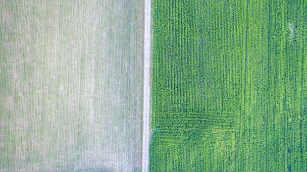 Aerial top view of a different agriculture fields in countryside on a spring day. Drone shot Top view of corn field. Corn field of green corn stalks and tassels, aerial drone photo above corn plants. - 写真・画像