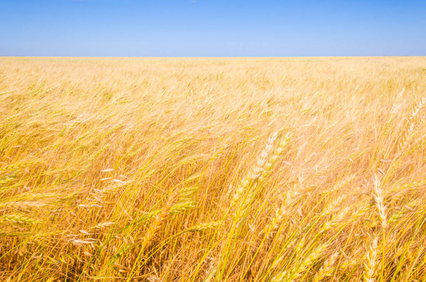 Landscape of ripe wheat field ready to harvesting - Фото, зображення
