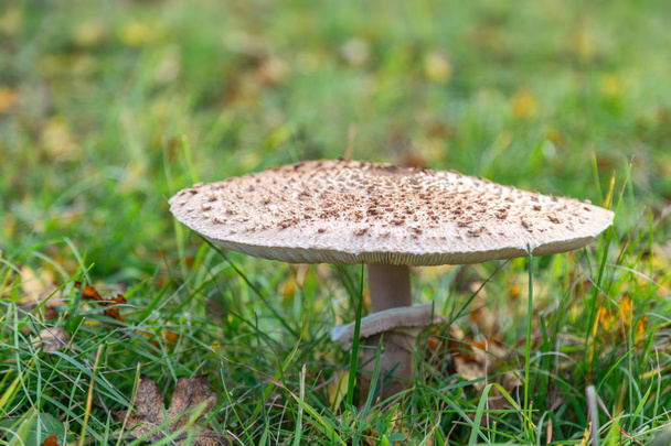 The parasol mushroom (latin name Macrolepiota procera). - Photo, Image