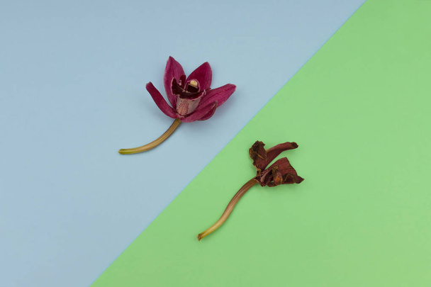 Two orchids on colored background - Foto, afbeelding