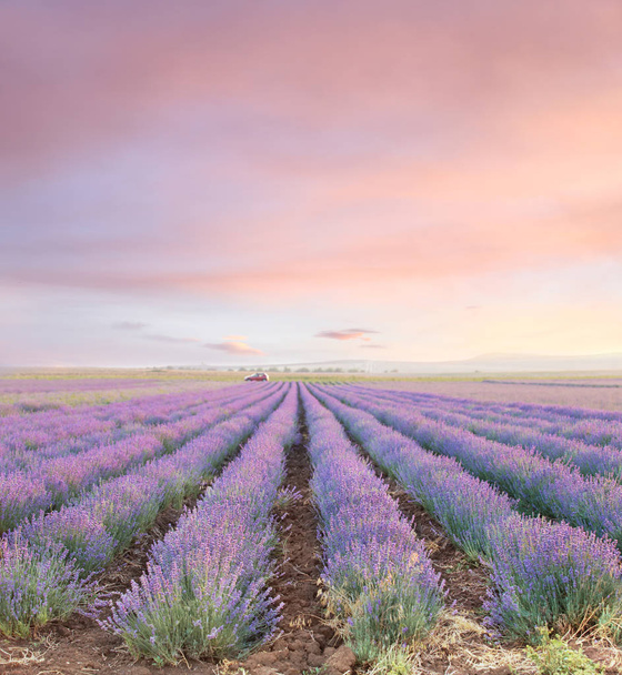 Straight rows of lavender fields in the sunset sky - Photo, Image