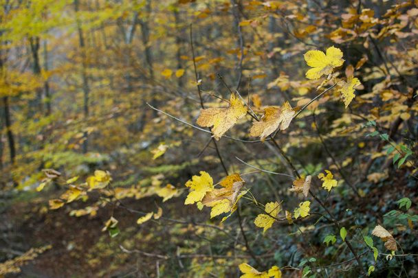Yellow leaves in the forest, autumn landscape - Фото, зображення
