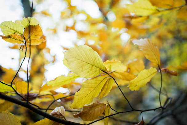 Golden leaves on branches in autumn, shallow depth of field - Photo, Image