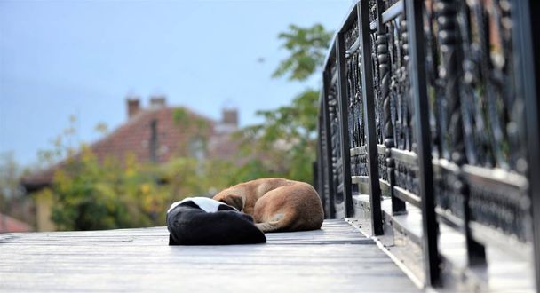 dois cães vadios dormindo em uma superfície de madeira de uma ponte
 - Foto, Imagem