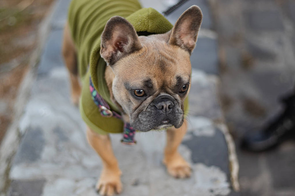 Lindo Curioso Bulldog Francés en verde con capucha retrato
 - Foto, imagen