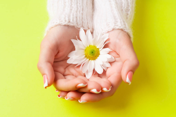Slender young hands hold flowers, with a thin wrist, clean skin and French manicure. Flat lay photo, with place for text. - Foto, imagen