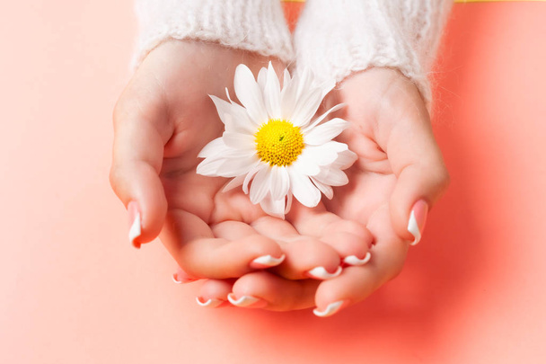 Slender young hands hold flowers, with a thin wrist, clean skin and French manicure. Flat lay photo, with place for text. - Foto, Bild