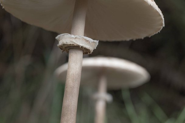 Parasol mushroom (Macrolepiota procera), healthy wild fungus, Braga, Minho, Portugal. - Photo, Image