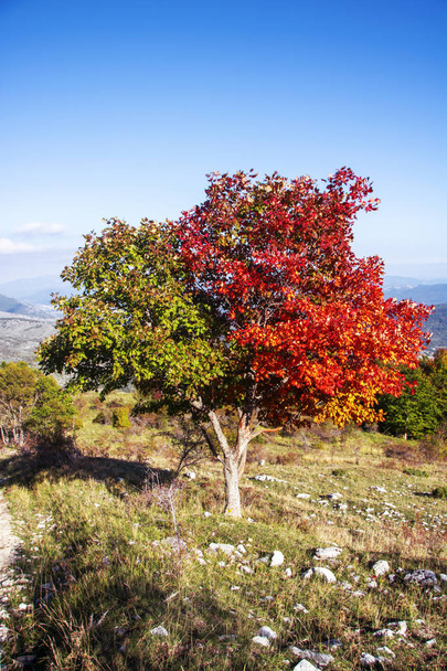 herfst bladeren - Foto, afbeelding