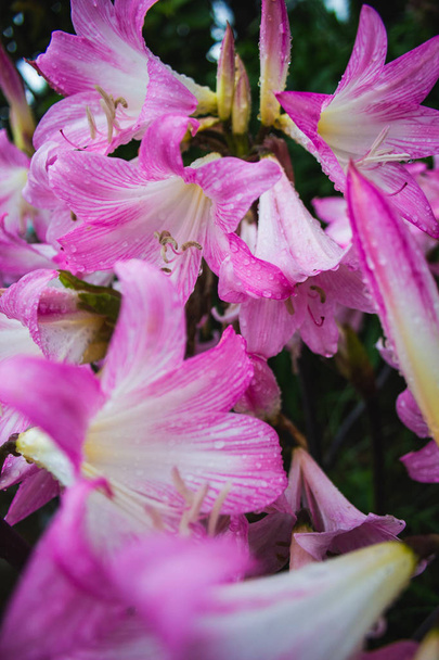 Closeup of pink amaryllis belladonna flowers on Sao Miguel Island, Azores, Portugal - Photo, Image