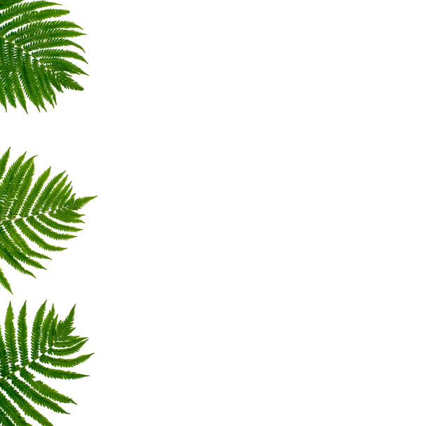 Hojas de helecho fondo verde, Fondo de hojas de plantas tropicales, Hoja de palma verde aislada sobre fondo blanco, Diseño minimalista, Papel pintado de la naturaleza
 - Foto, imagen