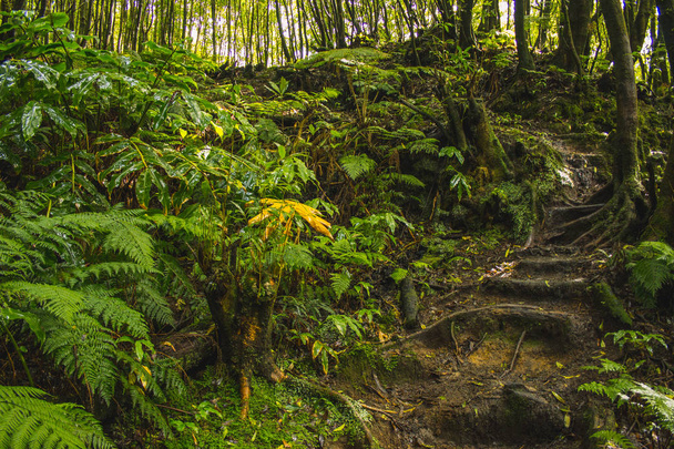 tropischer Regenwald auf der Insel Sao Miguel, Azoren, Portugal - Foto, Bild