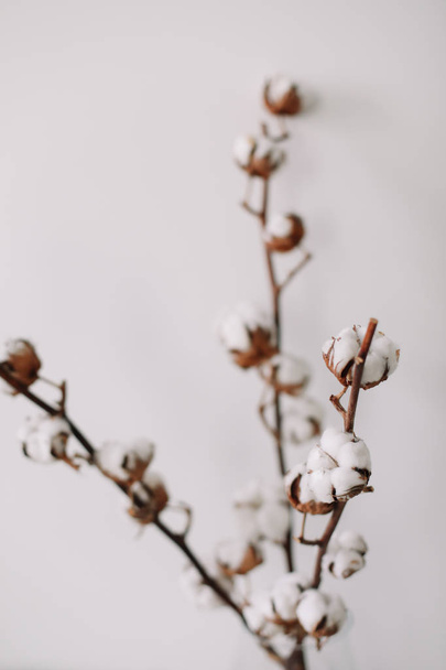 Cotton branch on white background. Dried fluffy cotton flowers, flat lay. Background with text space - 写真・画像