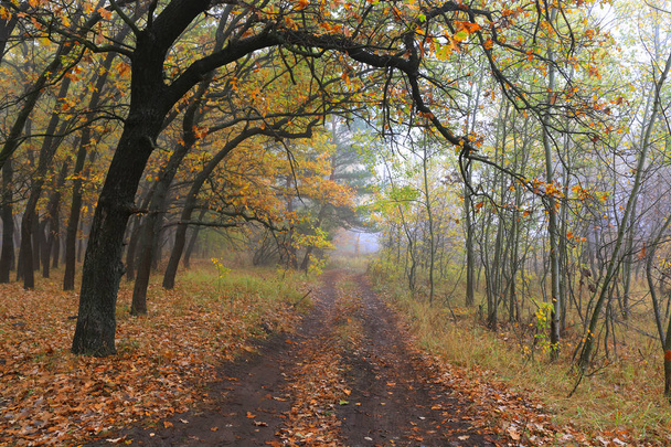 Sisli orman yolu - Fotoğraf, Görsel