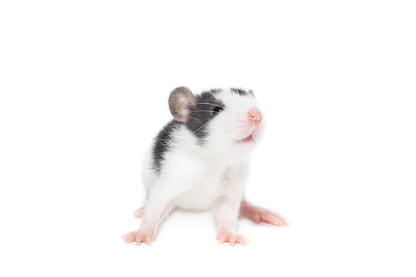 rat on white background - Fotografie, Obrázek