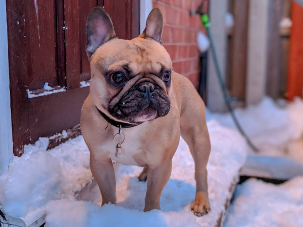 Französische Bulldogge auf schneebedeckter Front - Foto, Bild
