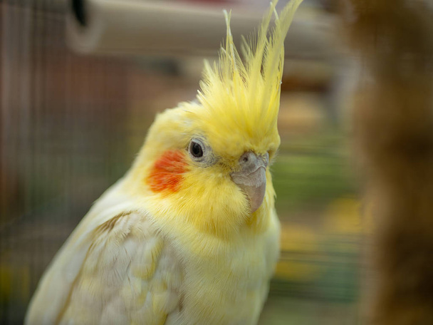 Close up de cabeça de lutino amarelo cockatiel
 - Foto, Imagem