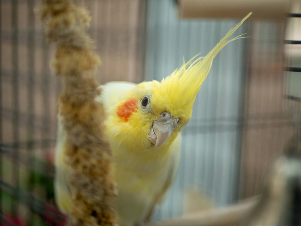Inquisitive lutino yellow cockatiel peers from behind millet in cage - 写真・画像