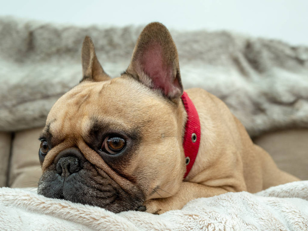 bulldog francés puesto en manta de piel en el sofá
 - Foto, imagen