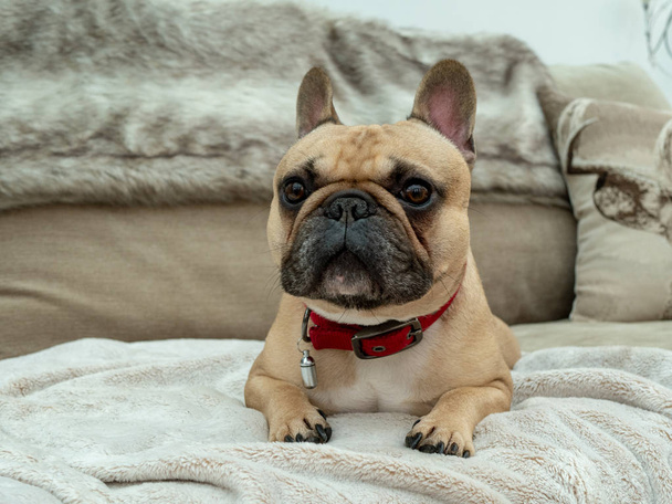 Sad looking french bulldog laid on sofa with fur blanket - Photo, Image