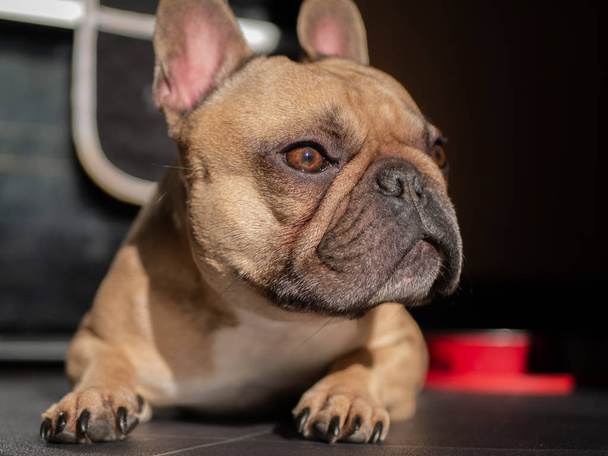 Fawn γαλλική Bulldog που καθορίζουν - Φωτογραφία, εικόνα