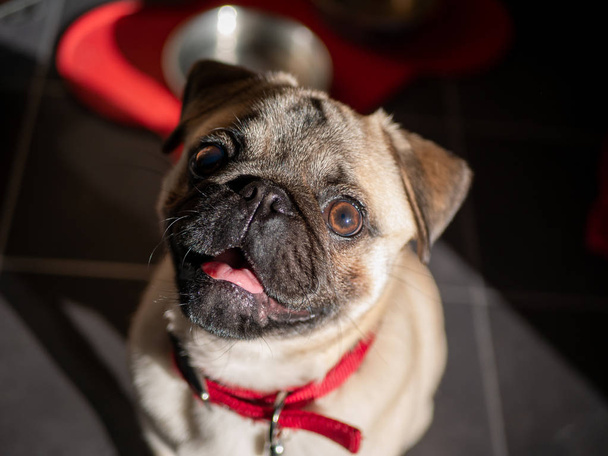 Happy Pug Waiting For Treat - Foto, afbeelding