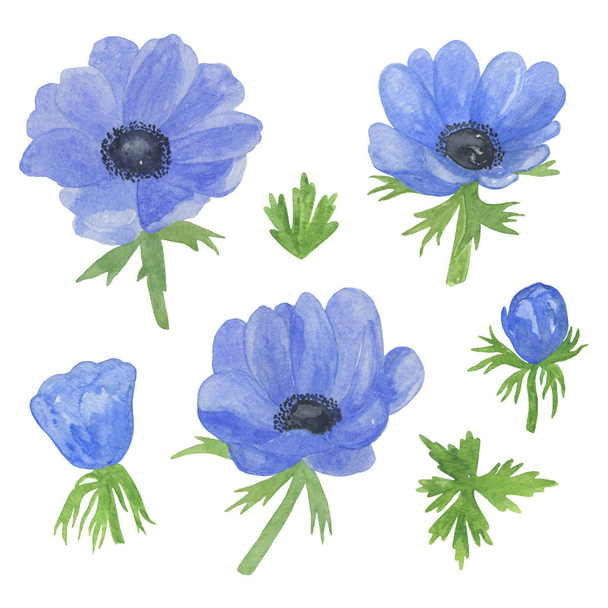 Delicate watercolor blue anemone flowers and leaves set on the white background - Photo, Image