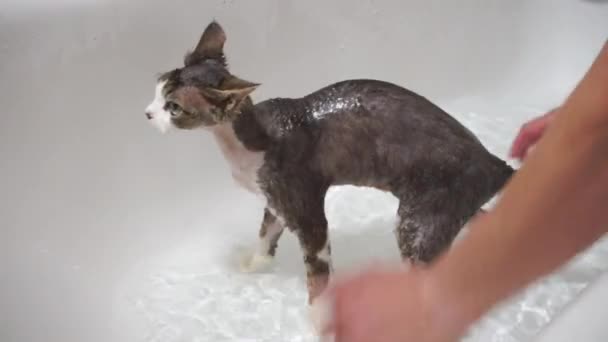 Klinikte suyla yıkanmış bir kedinin yakın çekimi. - Video, Çekim