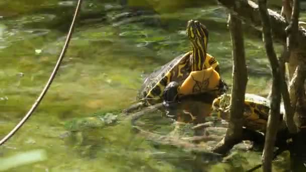 Zeeschildpad met zijn baby zwemmend in de cenote in Mexico.Zeeschildpadden, ook wel zeeschildpadden genoemd, leven in een Mexicaanse cenote.Uitbundige tropische diersoorten. Geweldige unieke dieren uit de hele wereld. - Video