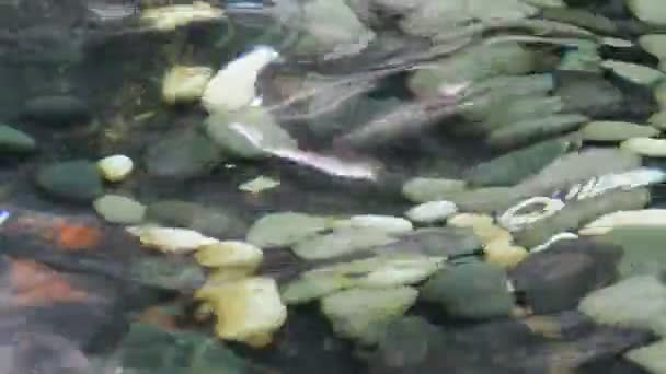 vendo os seixos no fundo de uma lagoa através da superfície de água oscilante
 - Filmagem, Vídeo