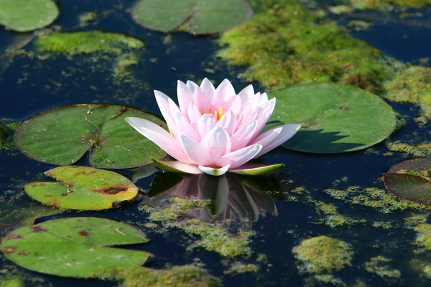 Water lily grows and blooms in October on a lake in a city park in northern Israel  - 写真・画像