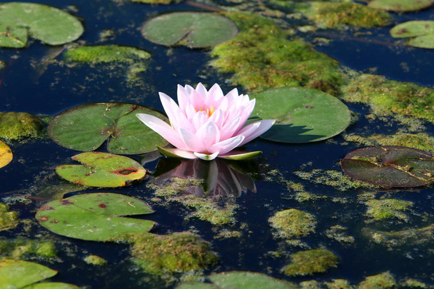 Water lily grows and blooms in October on a lake in a city park in northern Israel  - Foto, imagen