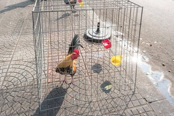 Gallo en una jaula de alambre en la acera en el centro de Ho Chi Minh City, Vietnam. Gallos y gallinas en tales jaulas son habituales en las calles de Saigón. - Foto, imagen