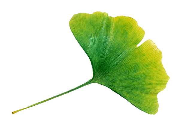 ginkgo biloba leaf isolated on white - 写真・画像