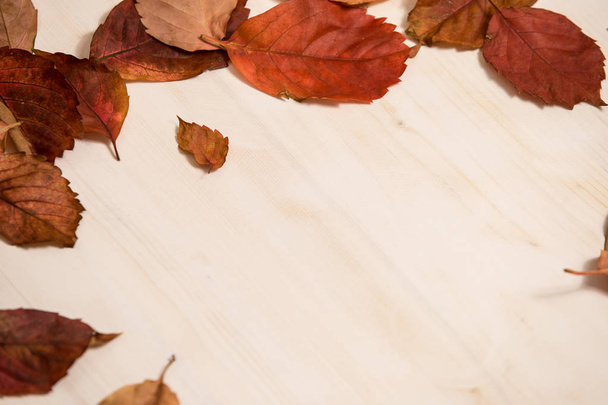 Осеннее пространство для копирования: угол обзора красного ползучего виргинского (Parthenocissus quinquefolia) листьев в оттенках красного и оранжевого на белом деревянном фоне
 - Фото, изображение