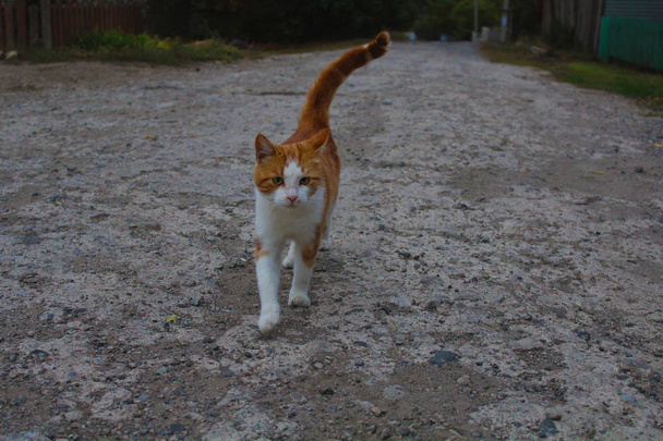 gato rojo en el camino
 - Foto, imagen